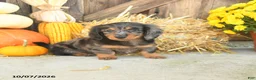 Miniature Dachshund dogs for sale: Jagger - Ad 2