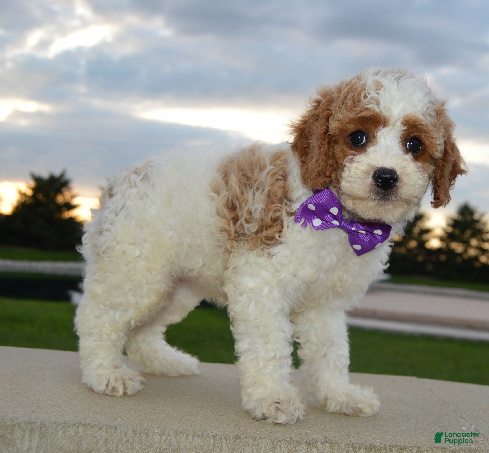 Cavapoo dogs Cora - Ad 1