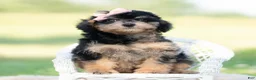 Mini Goldendoodle dogs for sale: kiki - Ad 1
