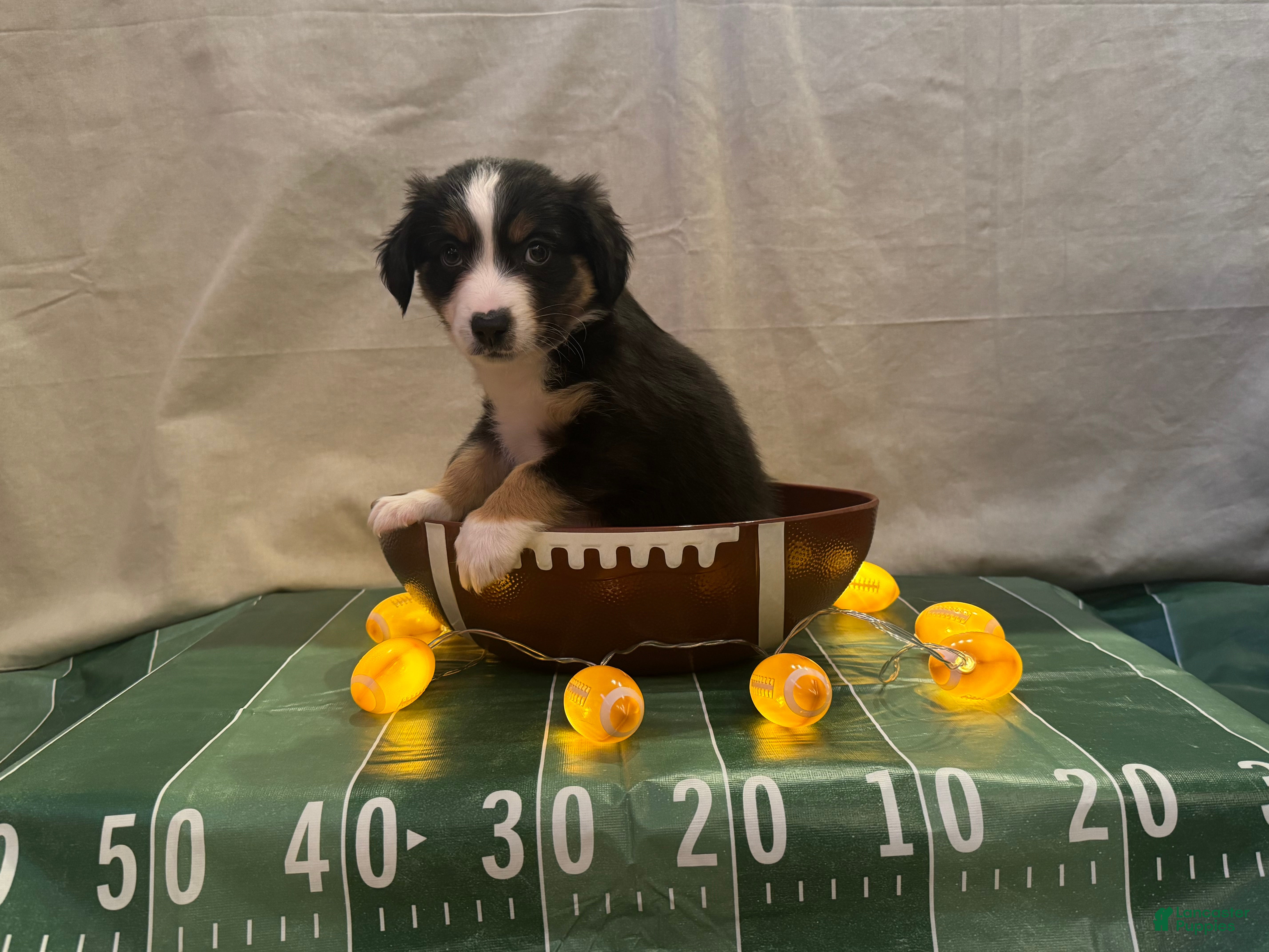 Miniature Australian Shepherd dogs Miniature Australian Shepherd 4 - Ad 2