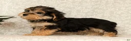 Yochon dogs for sale: Kathy - Ad 5