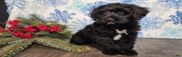 Mini Bernedoodle dogs for sale: Grace - Ad 4