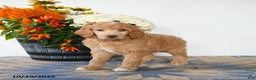 Standard Poodle dogs for sale: Tessa - Ad 5