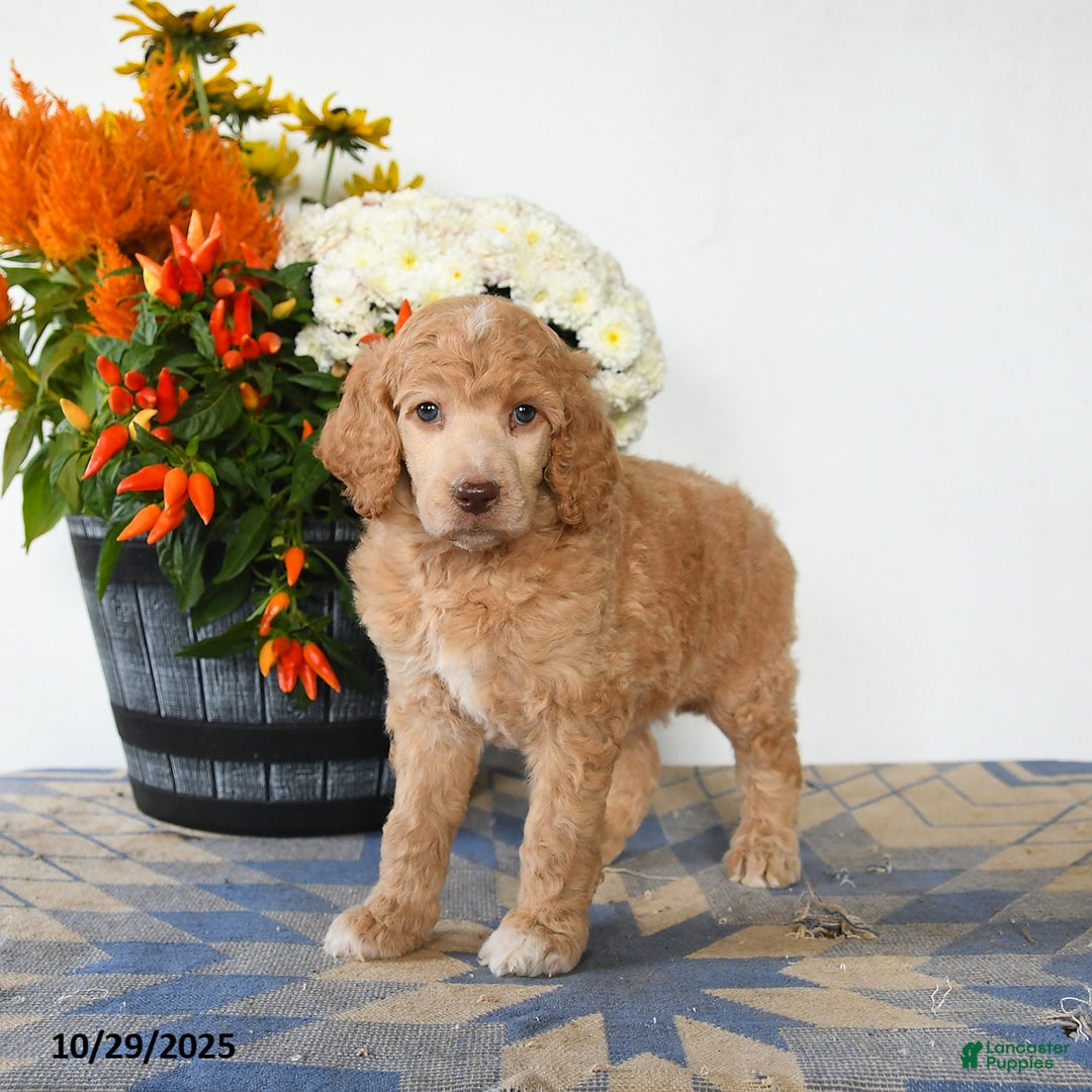 Standard Poodle dogs for sale: Tessa - Ad 5