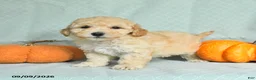 Maltipoo dogs for sale: Tanner - Ad 4