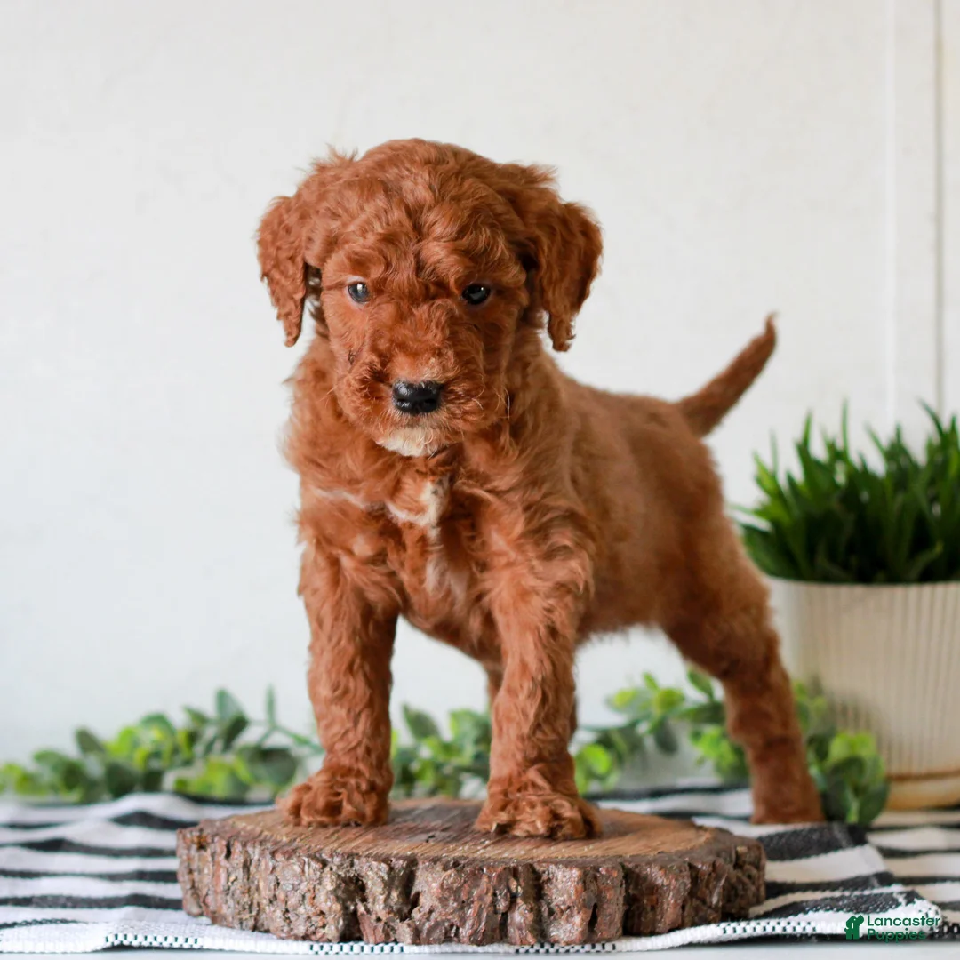 Mini Goldendoodle dogs for sale: Andrew  - Ad 1