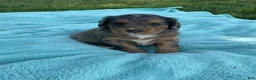 Mini Bernedoodle dogs for sale: Jasper - Ad 6