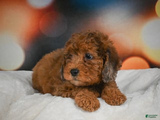 Mini Aussiedoodle dogs Annie - Ad 6