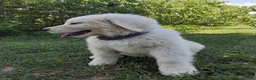 Great Pyrenees dogs for sale: Dixon - Ad 6