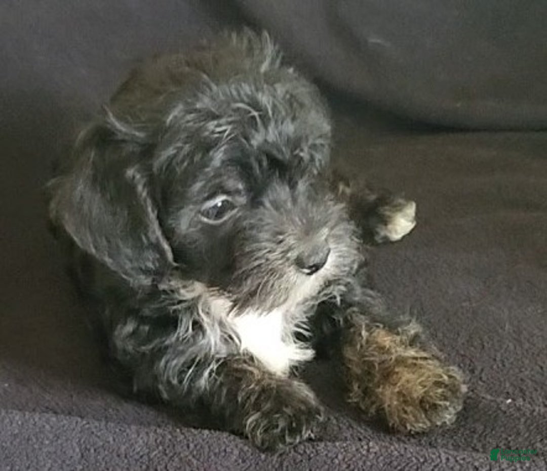 Yorkiepoo dogs for sale: Buster - Ad 7