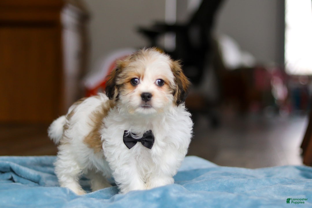 Teddy Bear dogs for sale: Ian - Ad 5