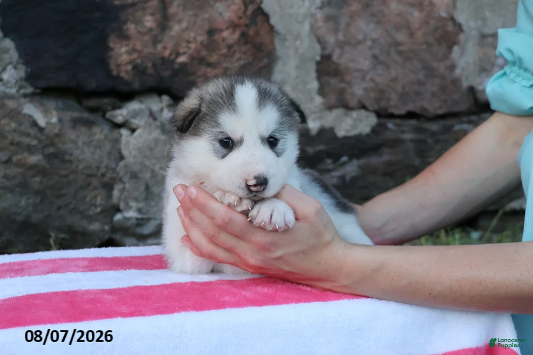 Alaskan Malamute dogs for sale: Stormy - Ad 1