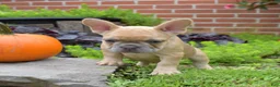 French Bulldog dogs for sale: Pumpkin - Ad 2