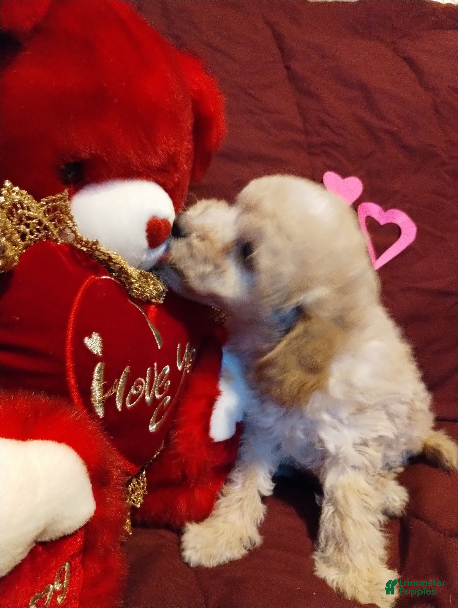 Cavapoochon dogs Teddy - Ad 2