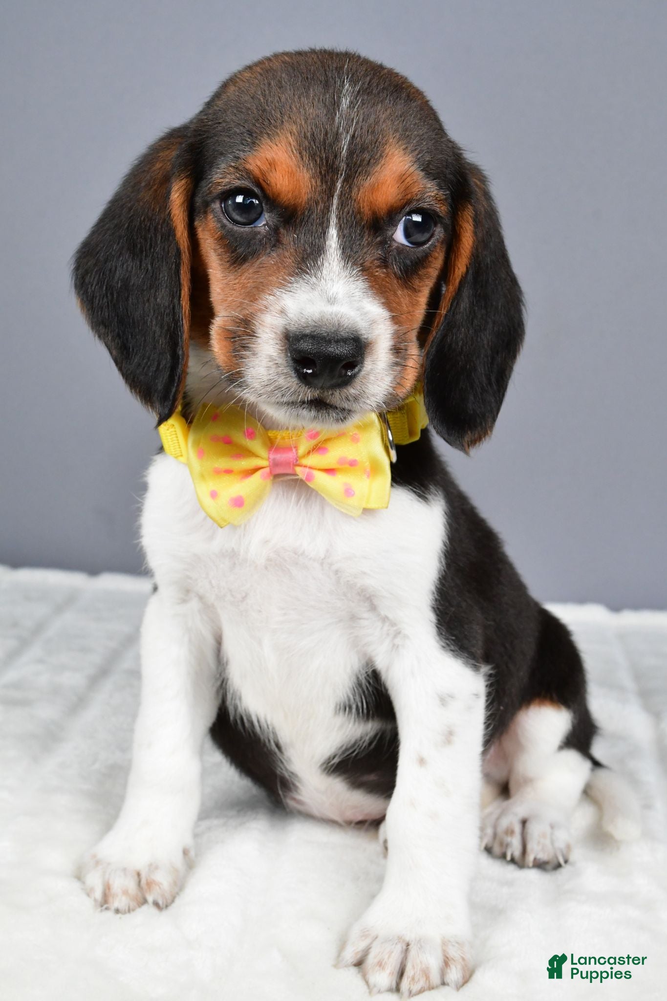 Beagle dogs Omar - Ad 1