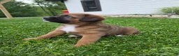 Mixed Breed dogs for sale: Duke - Ad 4