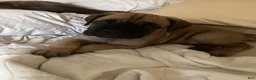 Cane Corso dogs for sale: Cane Corso 2 - Ad 3