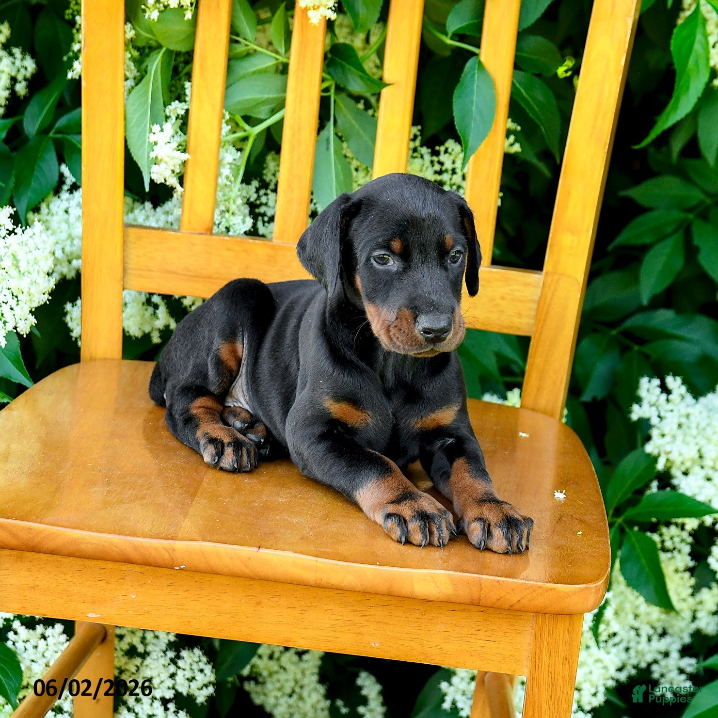 Doberman Pinscher dogs for sale: Laurie - Ad 2