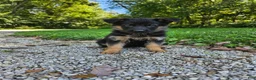 German Shepherd dogs for sale: Sosha - Ad 5