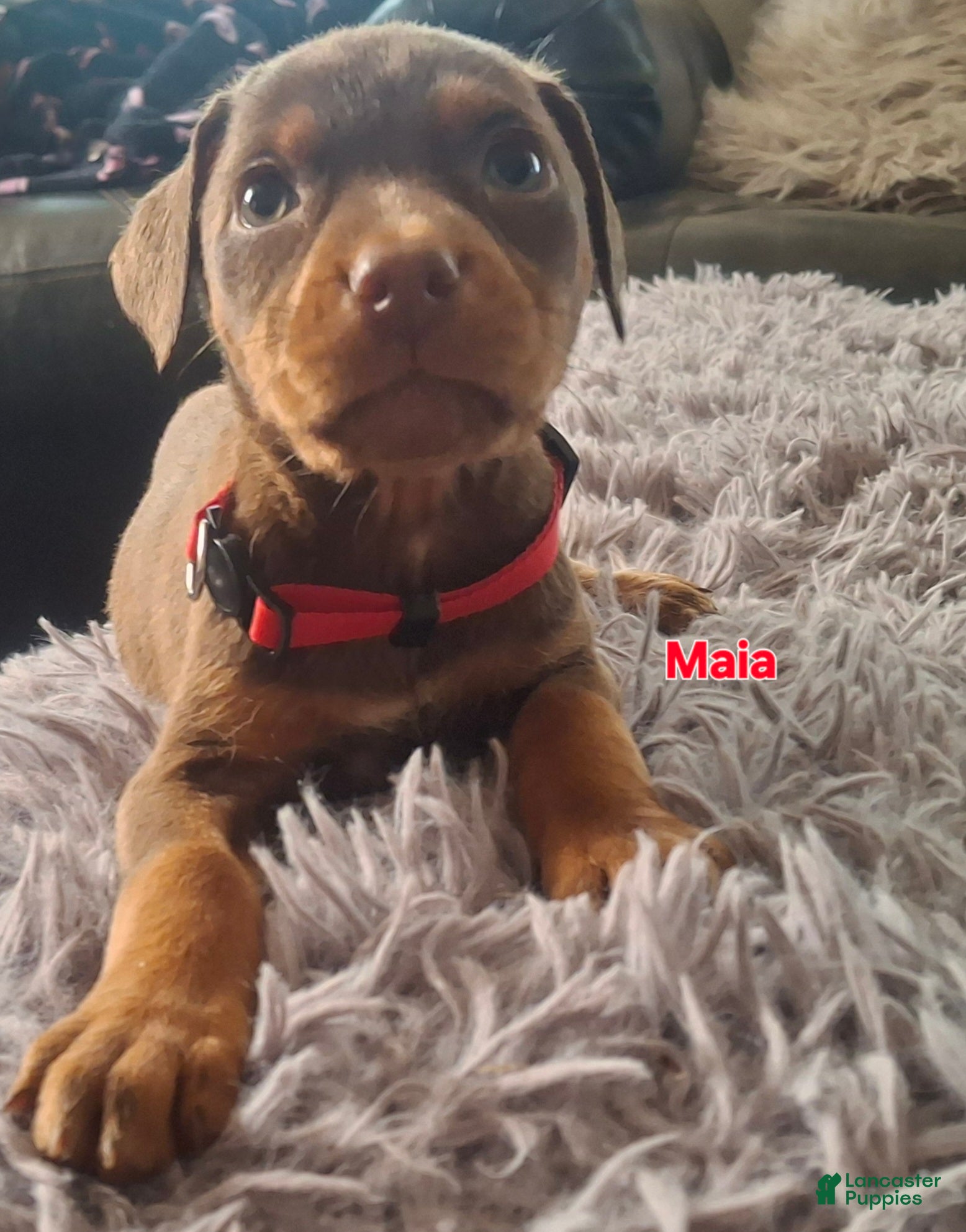 Mixed Breed dogs Mixed Breed Puppy 9 - Ad 16