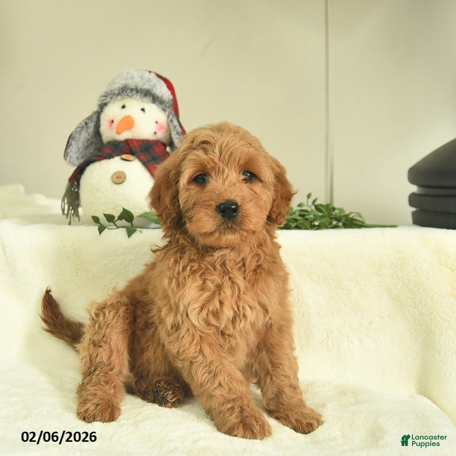 Goldendoodle dogs Dixie  - Ad 2