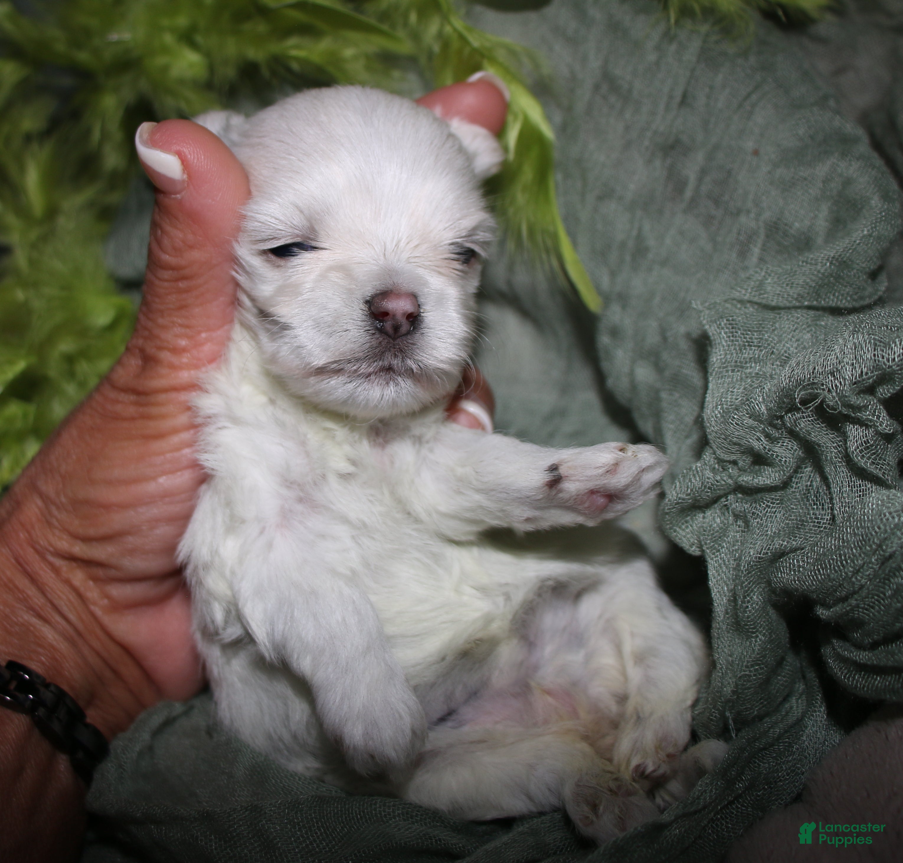 Maltese dogs for sale: Dakota - Ad 5