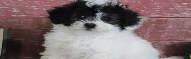 Morgan