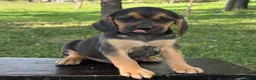 Puggle dogs for sale: Palmer - Ad 6