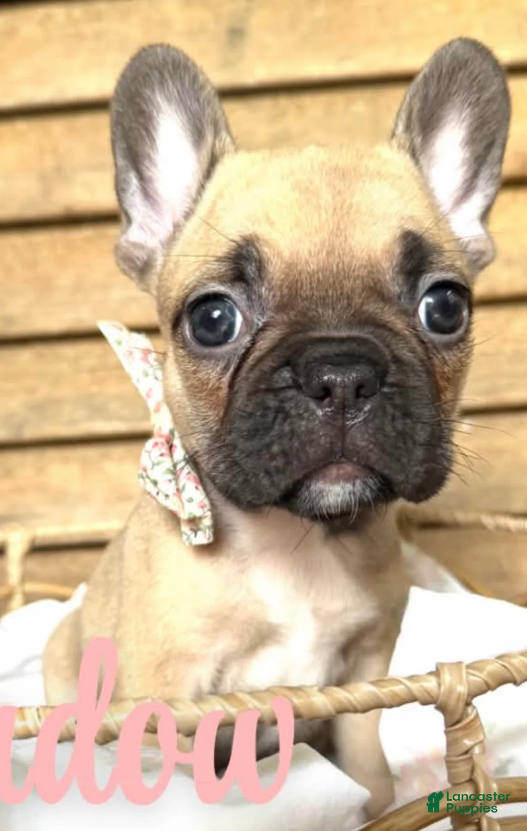 French Bulldog dogs for sale: French Bulldog 1 - Ad 1
