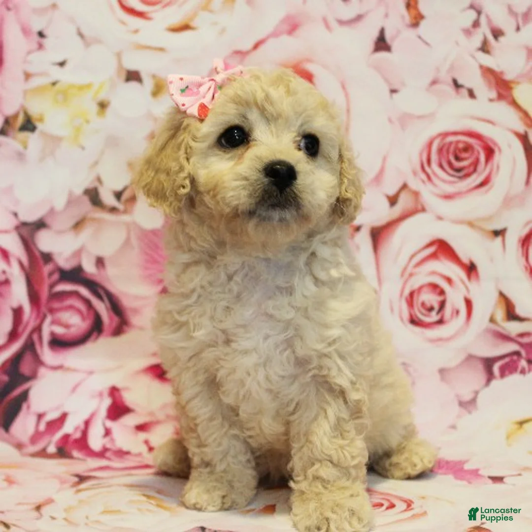 Cavapoo dogs for sale: Delilah - Ad 2
