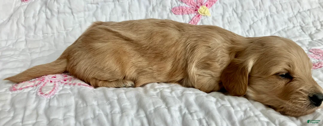 Miniature Dachshund dogs for sale: Mr. Spaghetti Noodle of Fettuccine Villa - Ad 7