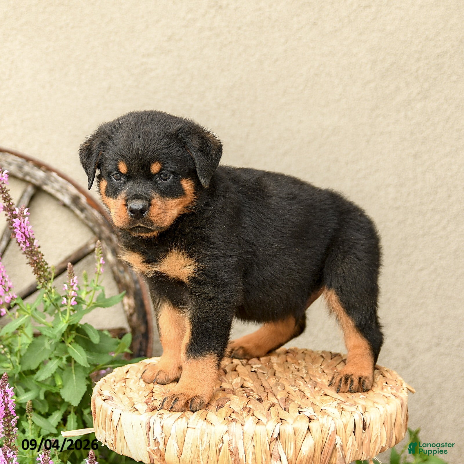 Rottweiler dogs Ryder - Ad 1