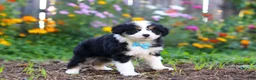 Mixed Breed dogs for sale: Oakley - Ad 6