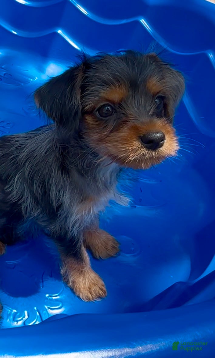 Shorkie dogs Shorkie 2 - Ad 1