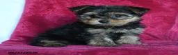 Yorkshire Terrier dogs for sale: Amelia - Ad 3