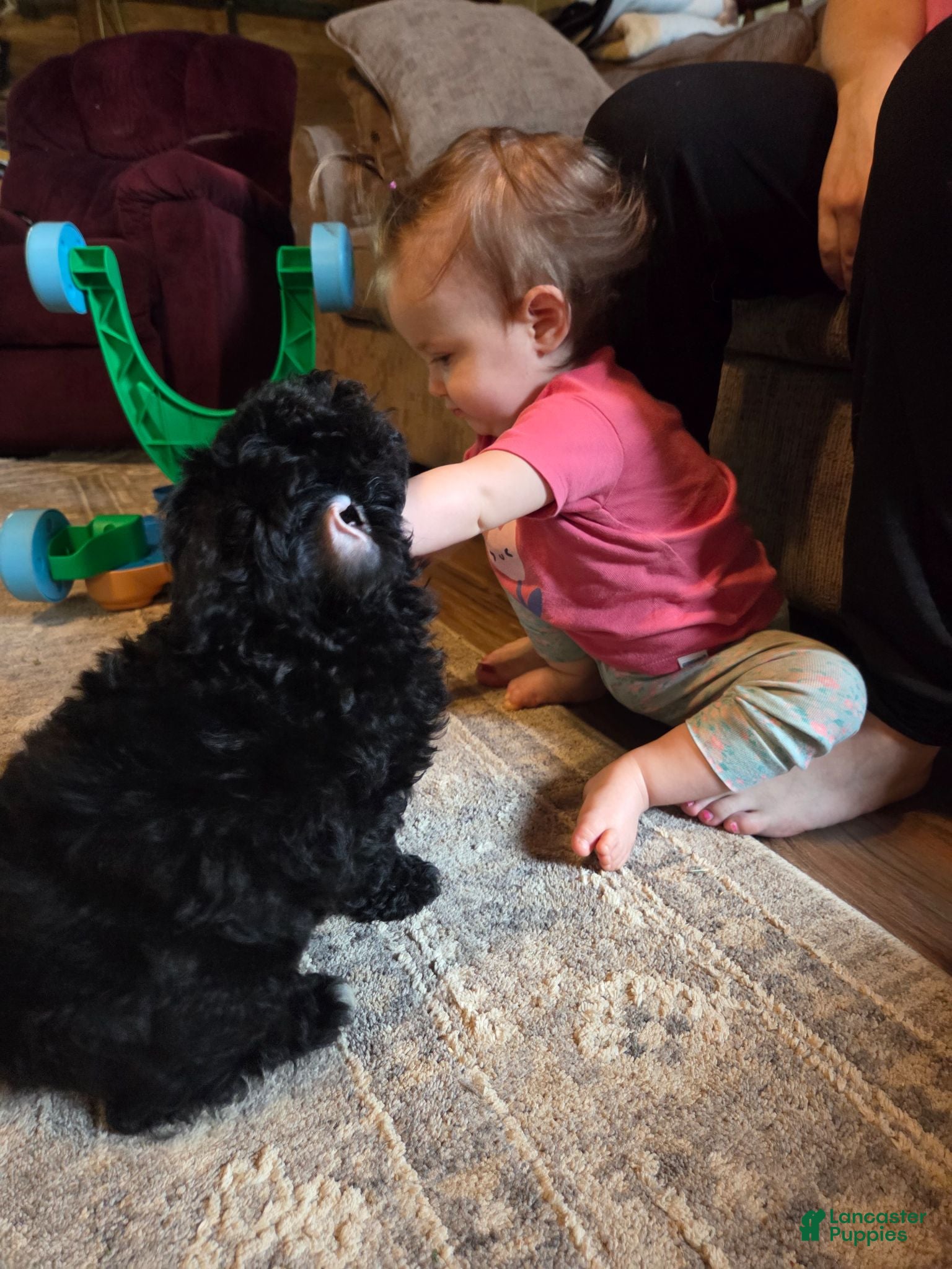 Bichpoo dogs Jade - Ad 2