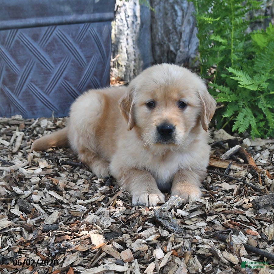 Golden Retriever dogs for sale: Chief - Ad 2