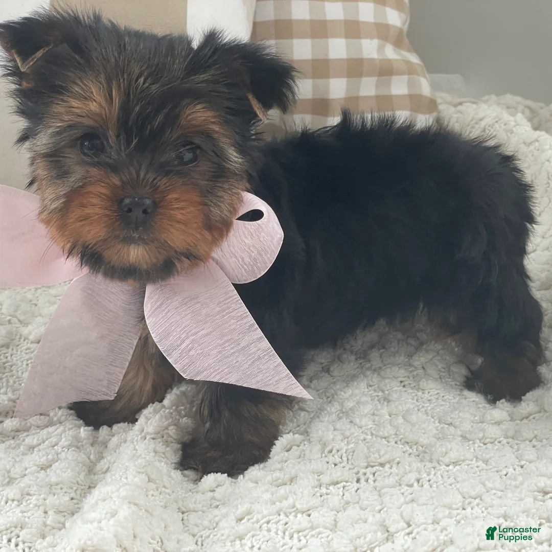 Yorkshire Terrier dogs for sale: Freya - Ad 2