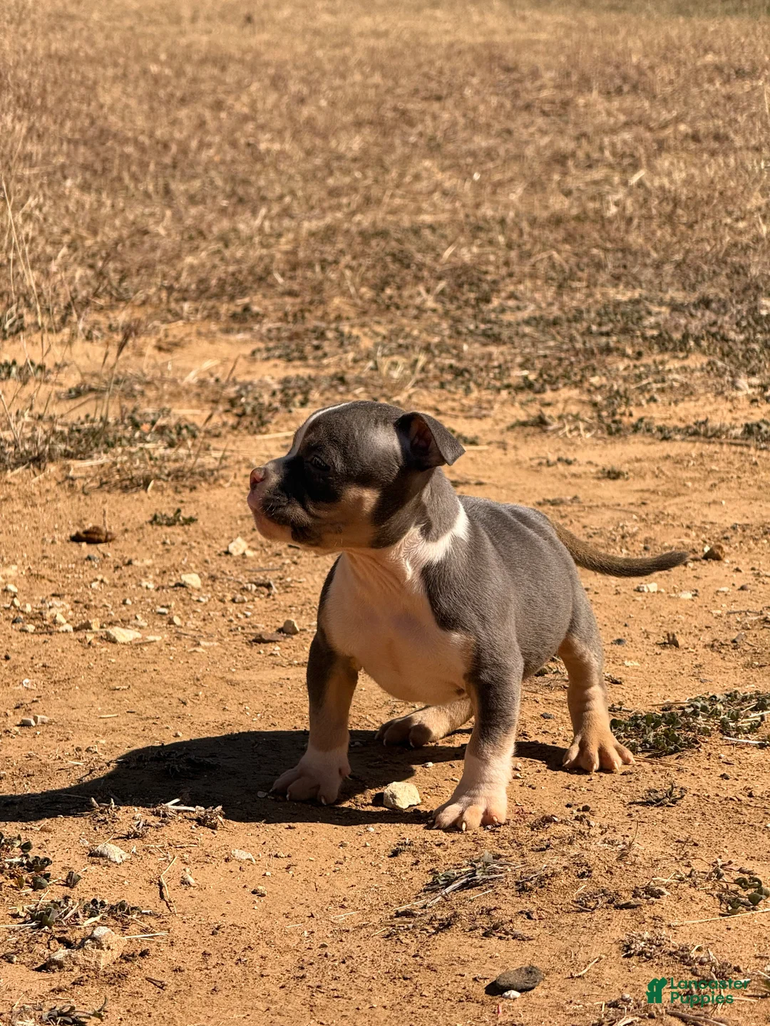 American Bully dogs for sale: American Bully Puppy 2 - Ad 6