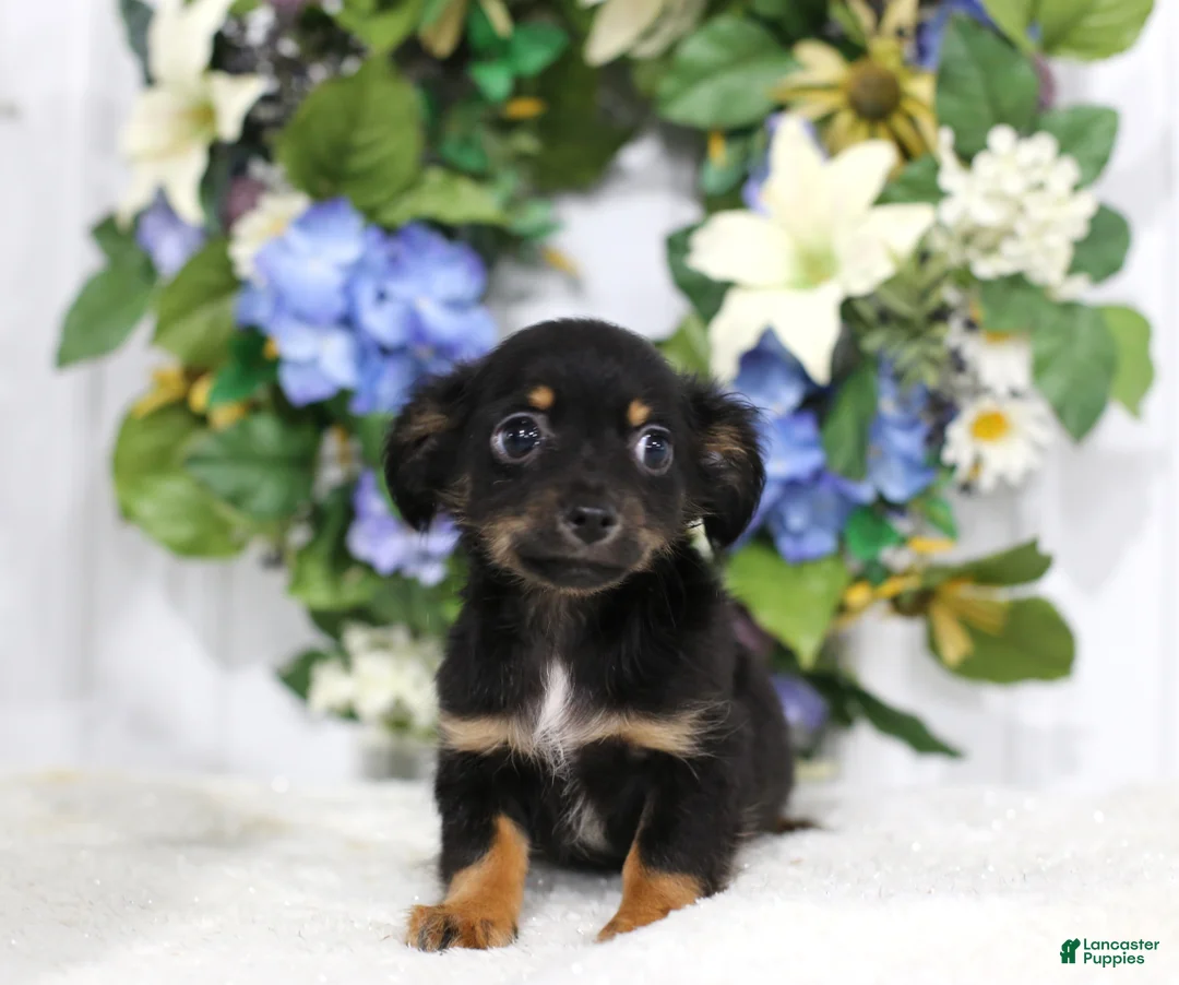 Chihuahua dogs for sale: Dotson - Ad 1