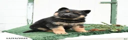 German Shepherd dogs for sale: Lily - Ad 3