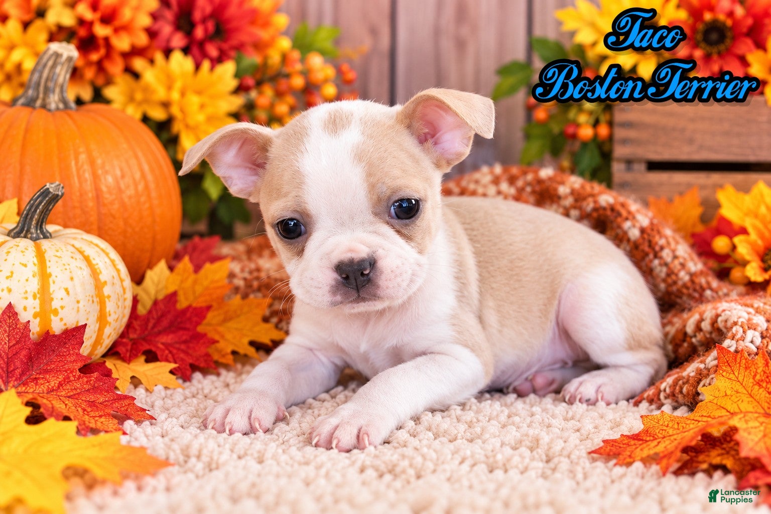 Boston Terrier dogs for sale: Taco Male Boston Terrier - Ad 1