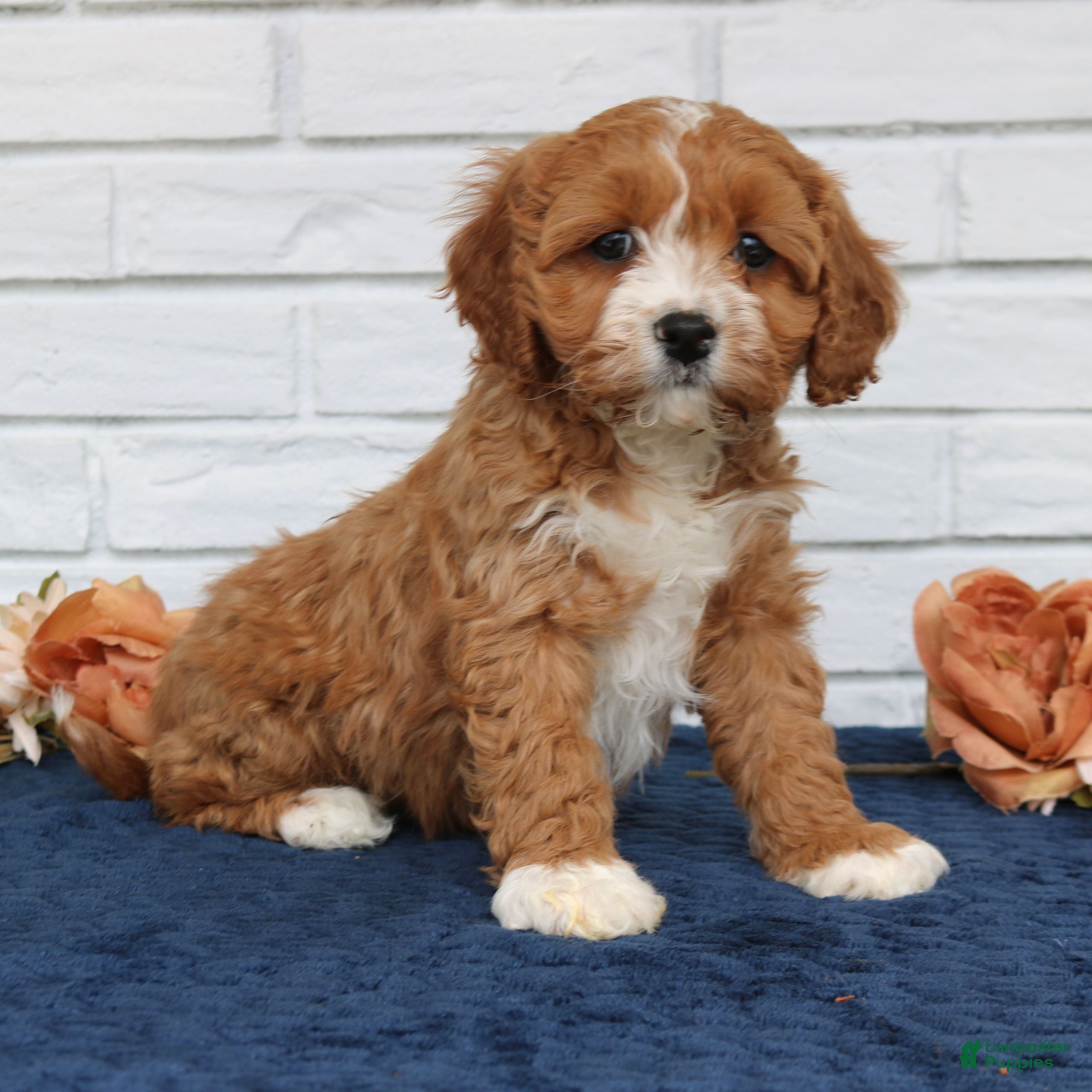 Cavapoo dogs Abigail  - Ad 1
