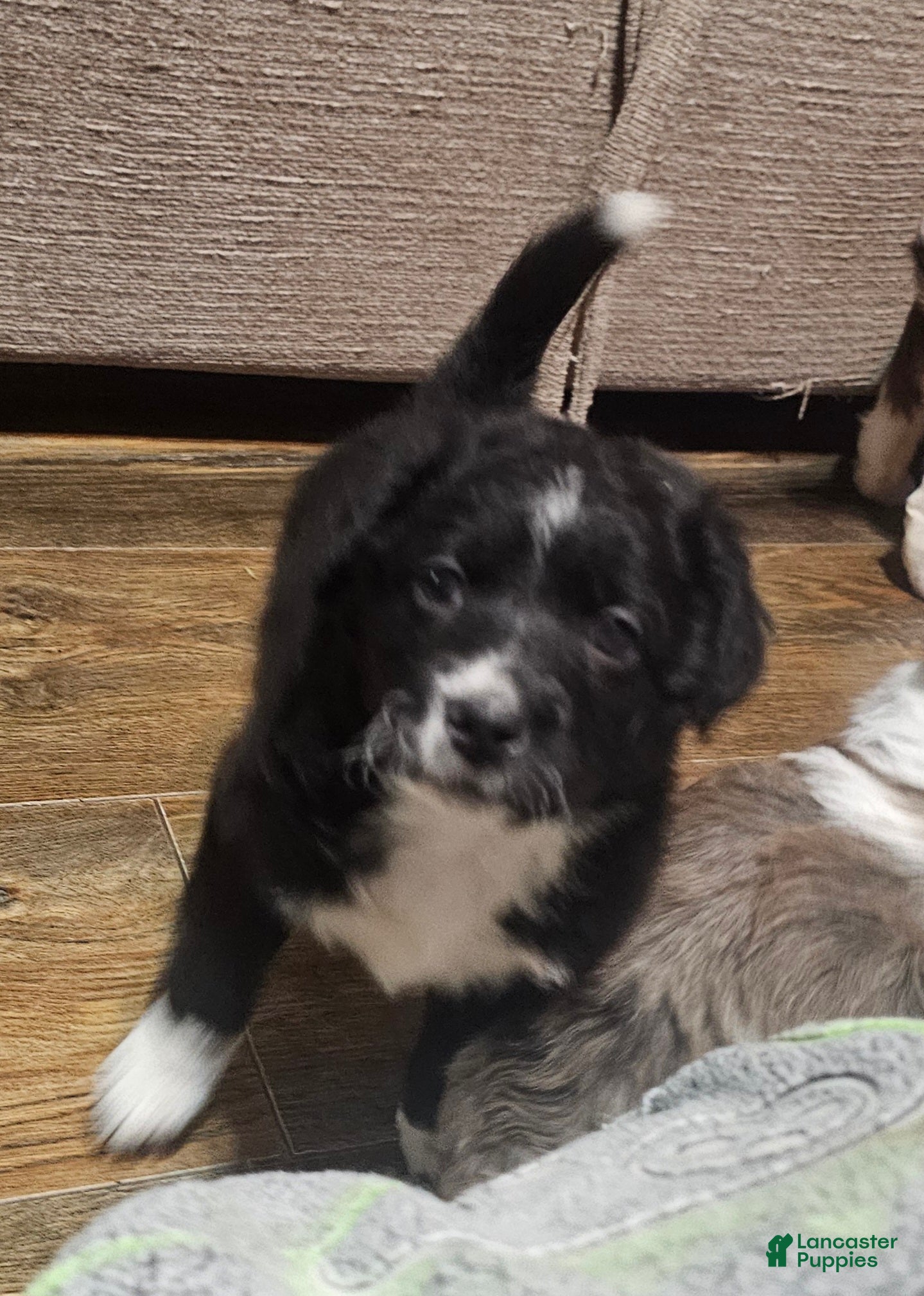 Mixed Breed dogs Eddie boy  - Ad 31