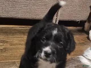 Mixed Breed dogs Eddie boy - Ad 31