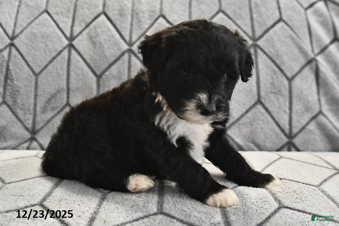 Portuguese Water Dog dogs for sale: Disco - Ad 15
