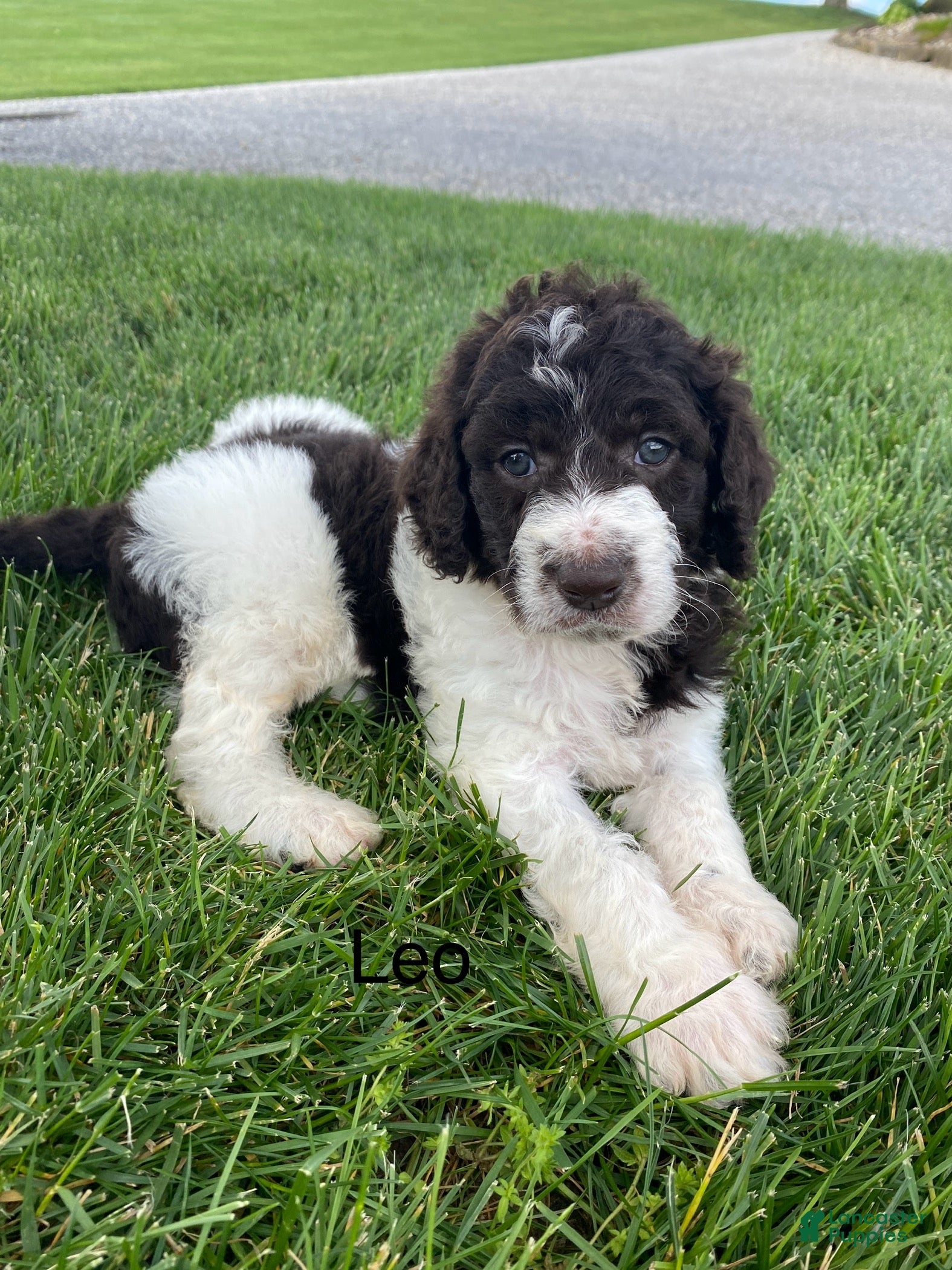 Labradoodle dogs F1bb Leo - Ad 1