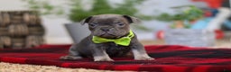 Frenchton dogs for sale: Jack - Ad 2