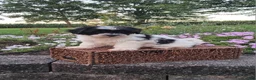 Teddy Bear dogs for sale: Daisy - Ad 8