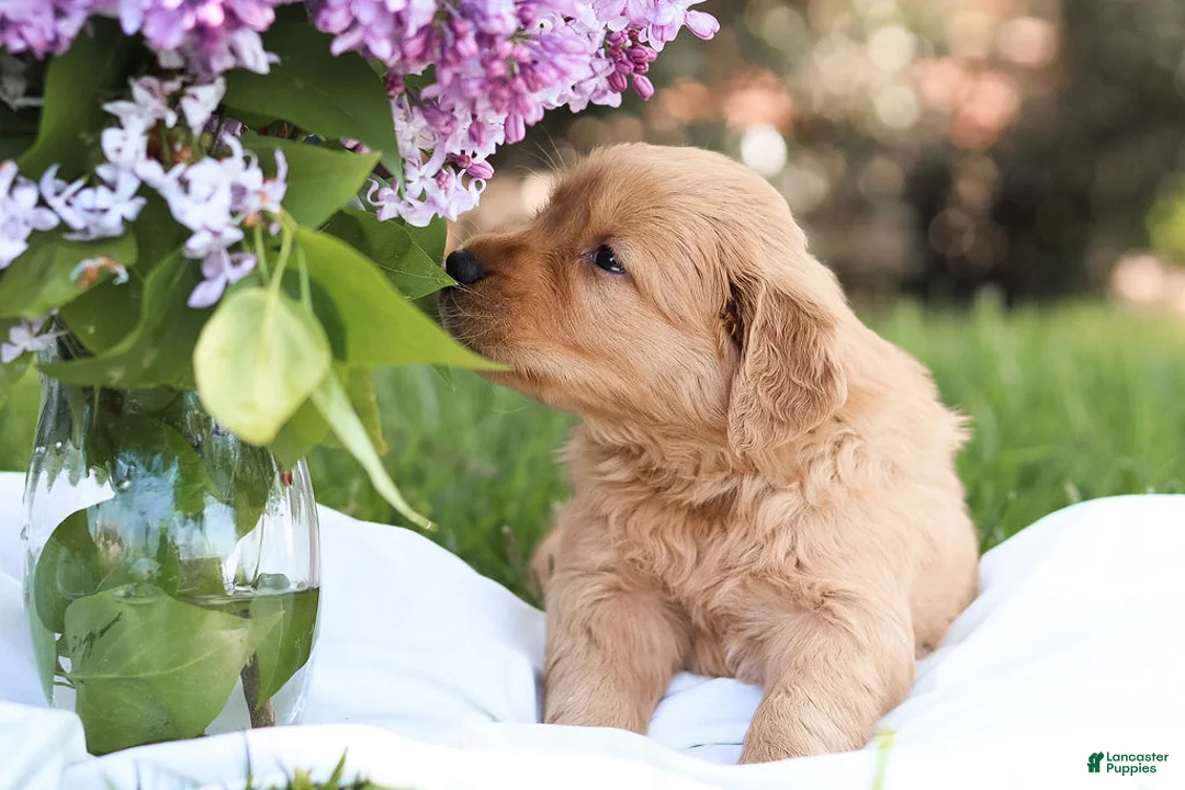 Golden Retriever dogs for sale: Golden Retriever Puppy 1 - Ad 4